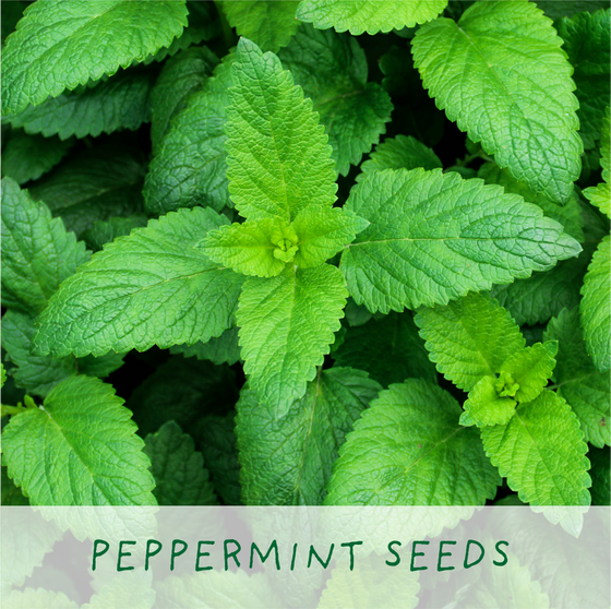 For the Best Mum - Herbal Tea Grow Your Own Kit