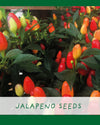 Red Hot Chilli Pot - Grow Your Own Plant Kit