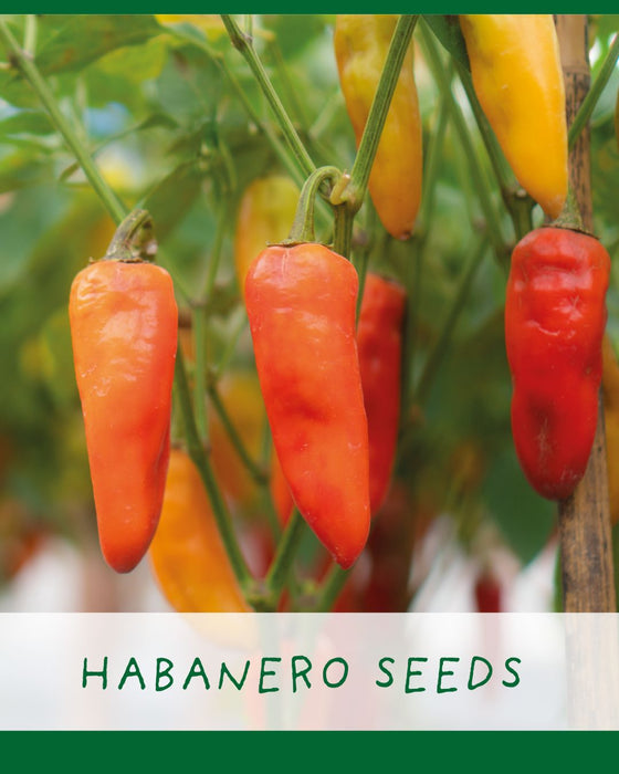 Red Hot Chilli Pot - Grow Your Own Plant Kit