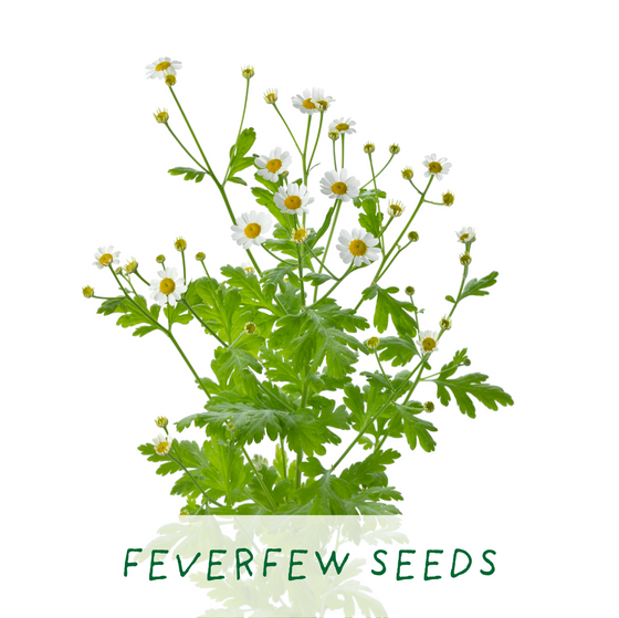 For the Best Mum - Herbal Tea Grow Your Own Kit