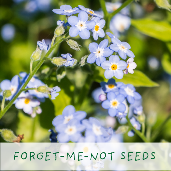 Seeds of Love - Eco Grow Your Own Plant Kit