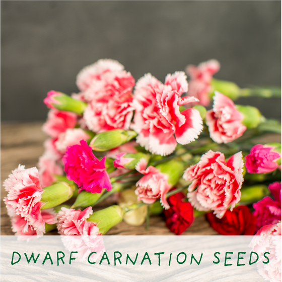 Seeds of Love - Eco Grow Your Own Plant Kit