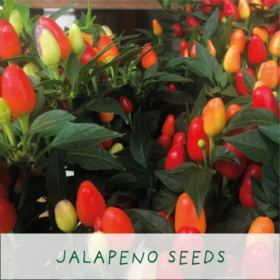 Red Hot Chilli Pot - Grow Your Own Plant Kit